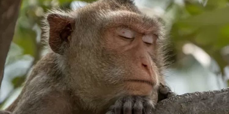 İnsanlar neden diğer primatlara göre daha az uyuyor?