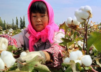 İzotop analizi Sincan pamuğunun izini sürdü