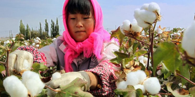 İzotop analizi Sincan pamuğunun izini sürdü