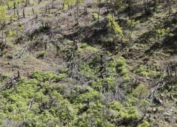 Şenyayla'da karakol inşası için ağaç kıyımı