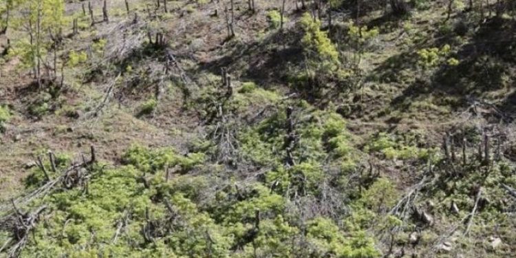 Şenyayla'da karakol inşası için ağaç kıyımı