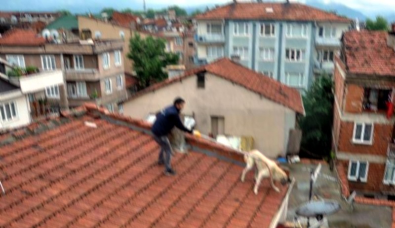 Çatısına çıkan 2 köpeği öldürmüştü: 8 yıl hapsi isteniyor