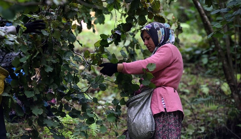 Üreticinin fındıkta beklentisi 45 lira