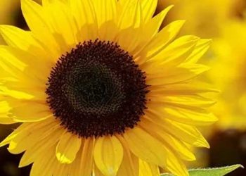 16 ürüne ihracattan önce ithalat şartı geldi