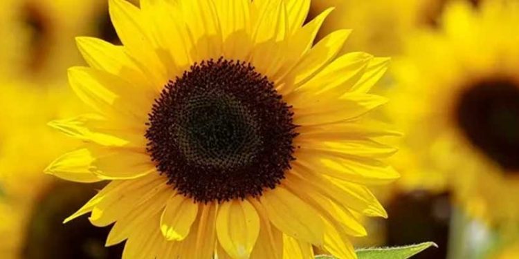 16 ürüne ihracattan önce ithalat şartı geldi