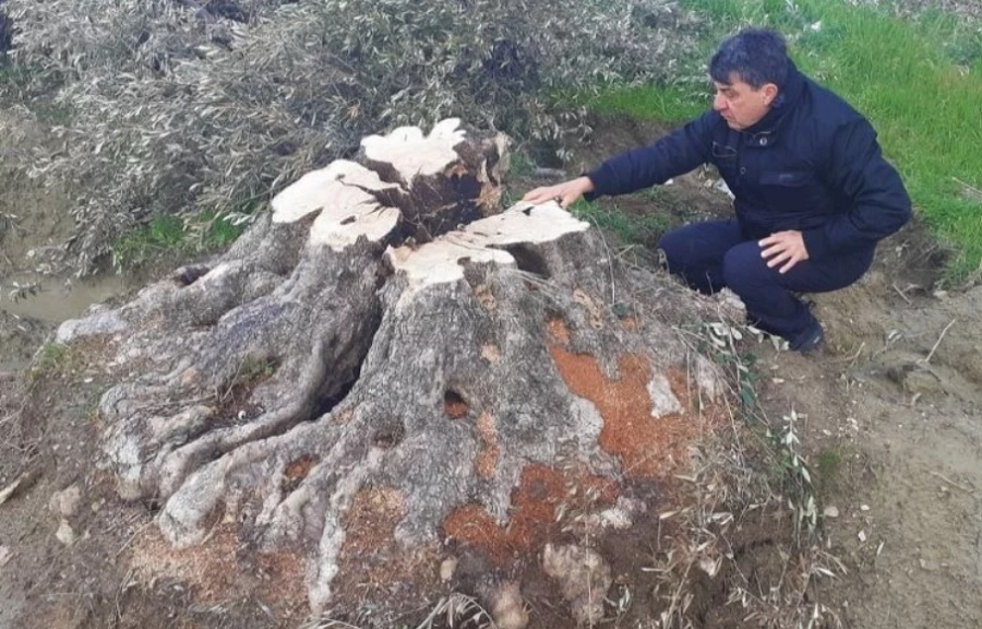 500 yıllık menengiç ağacı villa için kesildi