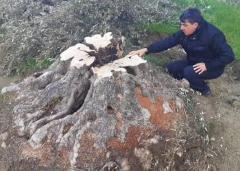 500 yıllık menengiç ağacı villa için kesildi