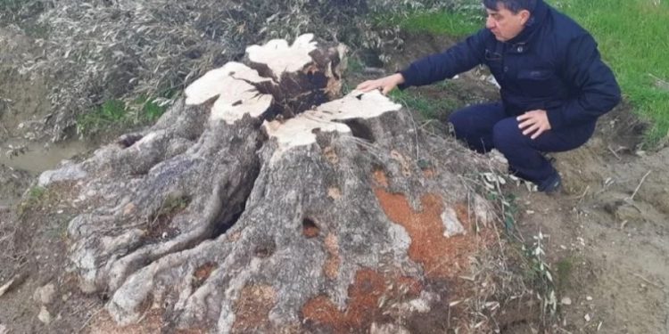 500 yıllık menengiç ağacı villa için kesildi