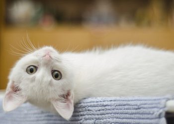 Araştırma: Tayland'da kediden insana Covid-19 bulaştığı tespit edildi