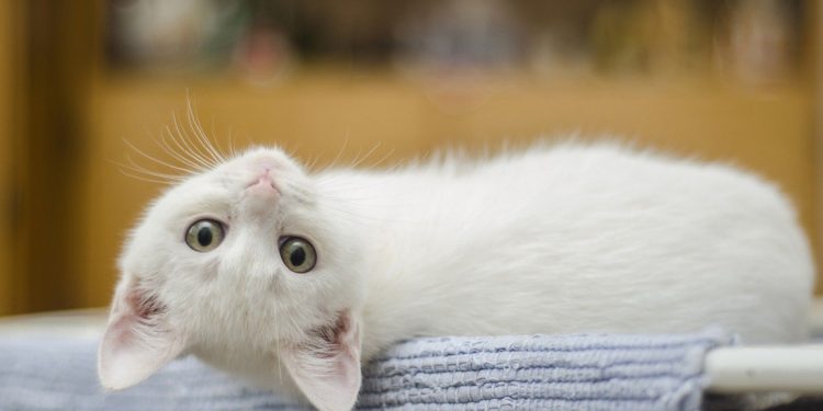 Araştırma: Tayland'da kediden insana Covid-19 bulaştığı tespit edildi