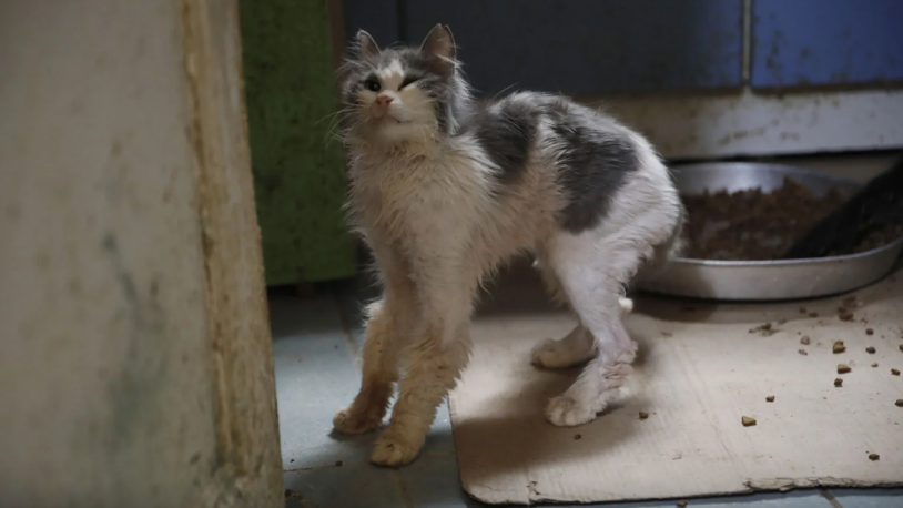 Büyükada'da 'kedi koronavirüsü' alarmı! 4 ayda yüzlerce kedi öldü