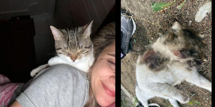 Bahçeye bıraktığı engelli kedisini yüzü parçalanmış halde ölü buldu