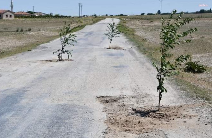Belediyeye tepki için yoldaki çukurlara ağaç diktiler