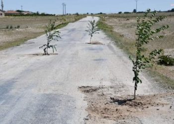 Belediyeye tepki için yoldaki çukurlara ağaç diktiler