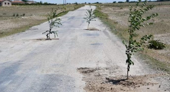 Belediyeye tepki için yoldaki çukurlara ağaç diktiler