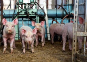 Bilim insanları uyardı: Süpervirüs hızla yayılabilir