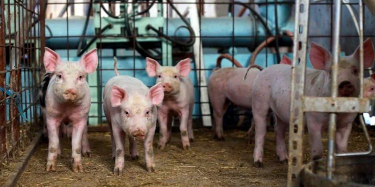 Bilim insanları uyardı: Süpervirüs hızla yayılabilir