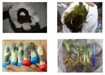 Biyolojik kaçakçılığı önlemek için yeni düzenleme geliyor: Biyolojik Çeşitliliği Koruma Kanunu