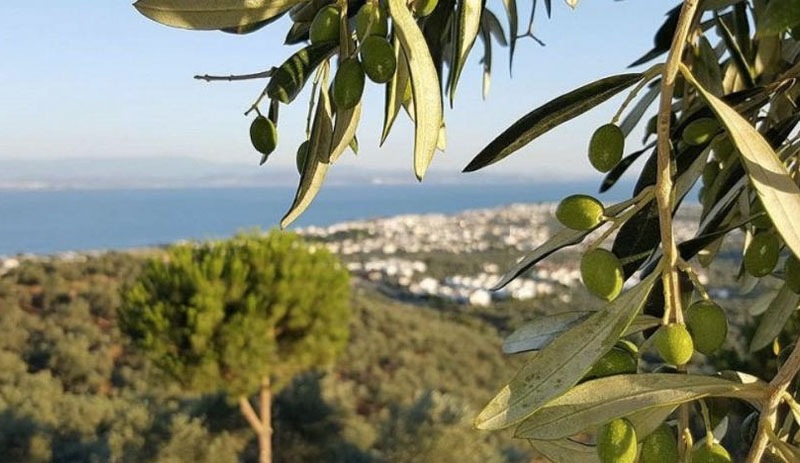 Bodrum’da sit koruması altındaki zeytinlikler turizm imarına açıldı