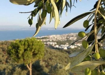 Bodrum’da sit koruması altındaki zeytinlikler turizm imarına açıldı