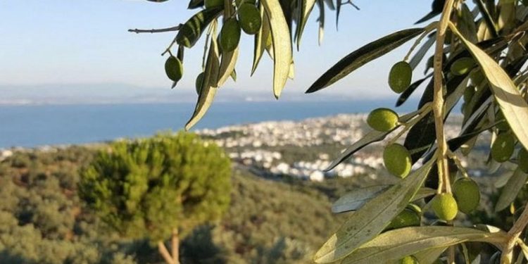 Bodrum’da sit koruması altındaki zeytinlikler turizm imarına açıldı