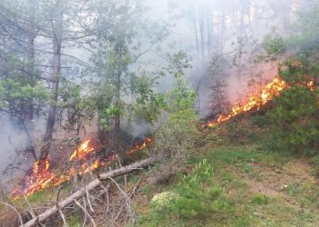 Bolu’da orman yangını çıktı