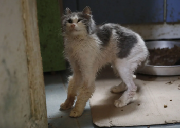Büyükada'da 'kedi koronavirüsü' alarmı! 4 ayda yüzlerce kedi öldü