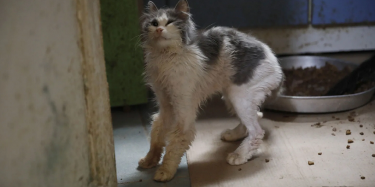 Büyükada'da 'kedi koronavirüsü' alarmı! 4 ayda yüzlerce kedi öldü