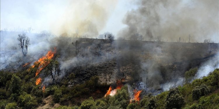 Cezayir’de çıkan orman yangınlarında 2 kişi öldü