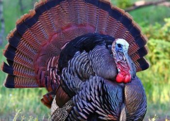 Change.org'da yüzlerce imza toplandı: Hindi İngilizcede 'Turkey' değil, 'Türkiye' olsun