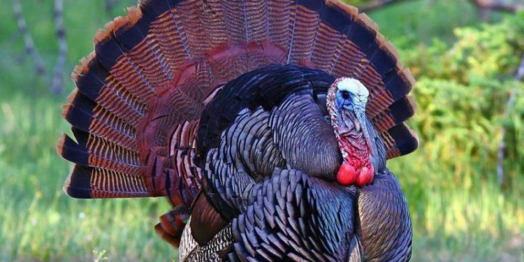 Change.org'da yüzlerce imza toplandı: Hindi İngilizcede 'Turkey' değil, 'Türkiye' olsun