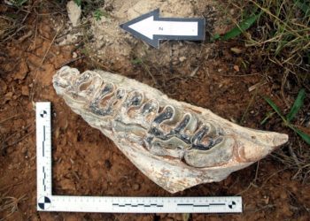 Denizli'de 8 milyon yıllık hayvan fosilleri bulundu