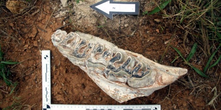 Denizli'de 8 milyon yıllık hayvan fosilleri bulundu