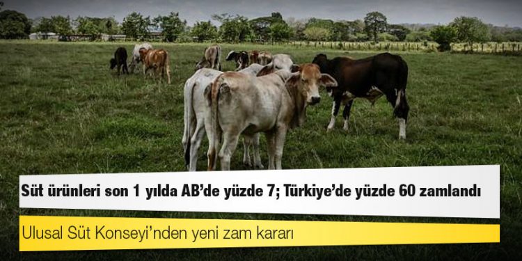 Dünya Süt Günü: Süt ürünleri son 1 yılda AB'de yüzde 7; Türkiye'de yüzde 60 zamlandı