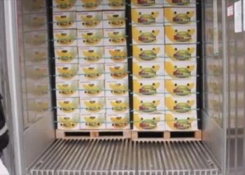 Ekvador'da bir 'muz konteyneri' vakası daha: Mersin Limanı yolcusu 845 kilo eroin yakalandı