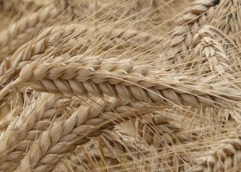 Erdoğan, buğday ve arpa taban fiyatını açıkladı: Buğday 7 bin 50 TL, arpa 6 bin TL