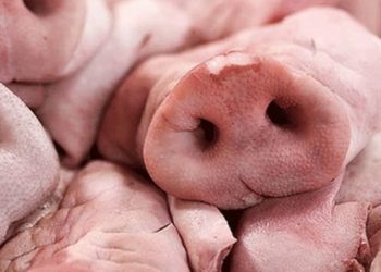 Erdoğan imzaladı: Domuz eti ithalatında g&uuml;mr&uuml;k vergisi d&uuml;ş&uuml;r&uuml;ld&uuml;