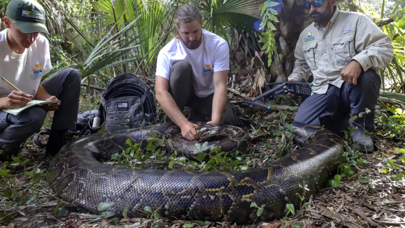 Erkek yılan yüzünden yakalandı, tartılınca rekor kırdı; Florida'da 98 kiloluk piton bulundu