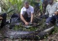 Erkek yılan yüzünden yakalandı, tartılınca rekor kırdı; Florida'da 98 kiloluk piton bulundu