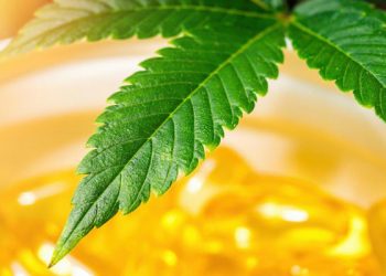 Fas'ta esrar yasallaşıyor