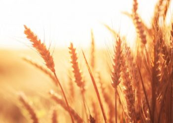 Hindistan, Türkiye'den geri gönderilen buğdayları araştıracak