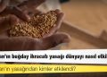 Hindistan'ın buğday ihracatı yasağı dünyayı nasıl etkiledi?