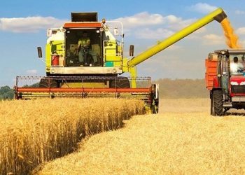 Hükümet, hasat başlamasına rağmen buğday fiyatını açıklamıyor