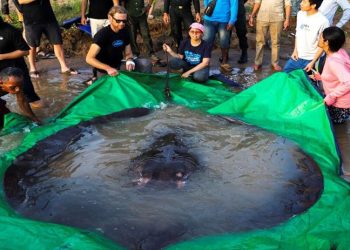 Kamboçya'da dünyanın en büyük tatlı su balığı vatoz yakalandı