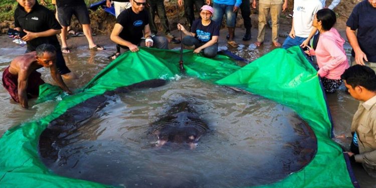 Kamboçya'da dünyanın en büyük tatlı su balığı vatoz yakalandı