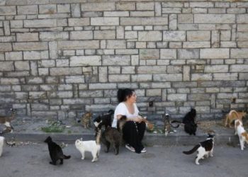 Kedilerde salgın: 4 ayda 700 kedi ölmüş