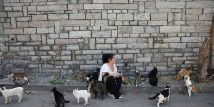 Kedilerde salgın: 4 ayda 700 kedi ölmüş