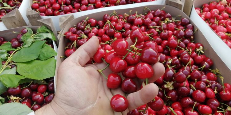 Kirazın kilosu tarlada 5 liraya düştü, çiftçi isyan etti: Üretirken, tükendik!