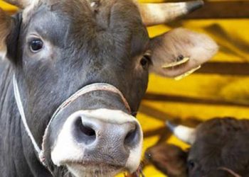 Kurbanlık fiyatlarına yüzde 100'ü aşan zam