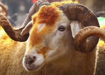 Kurbanını kendi kesen 2 bin 869 TL ceza ödeyecek
